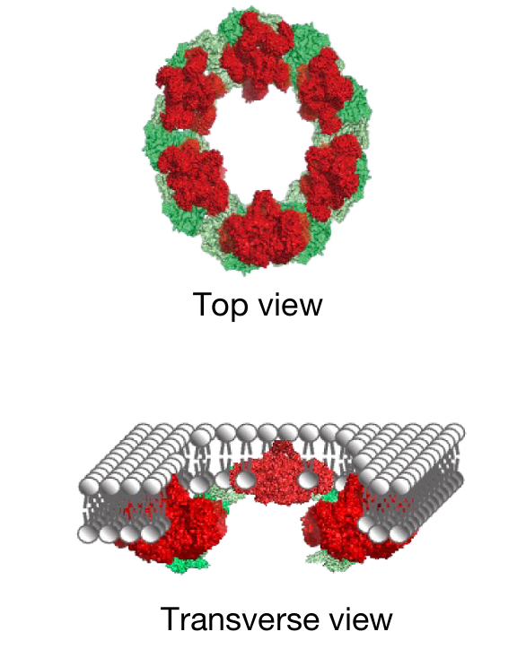 U. Michigan español tweet media
