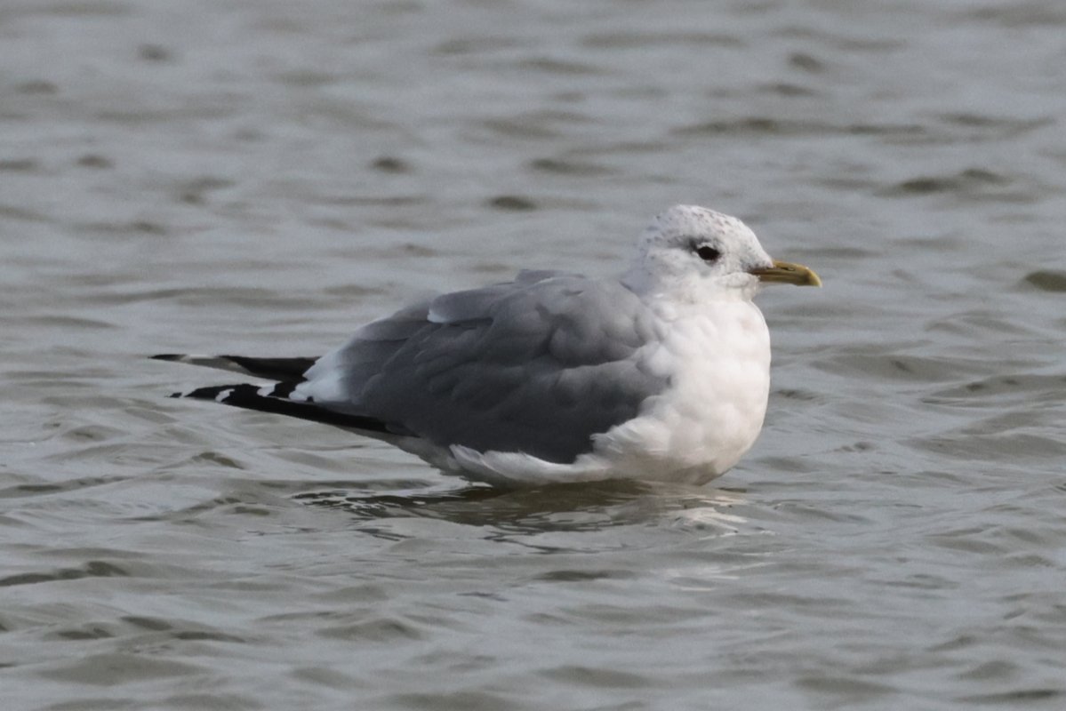 Christopher Teague tweet media