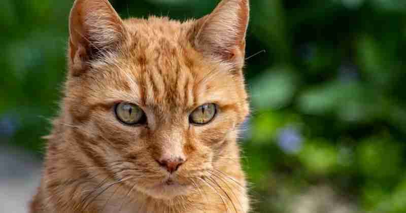 Chat et Compagnie tweet media