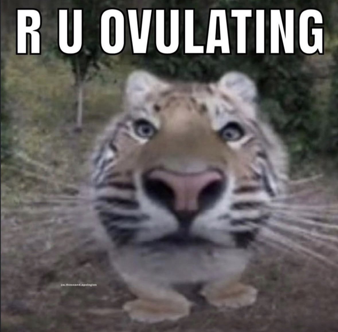 raccoon aesthetic. tweet media