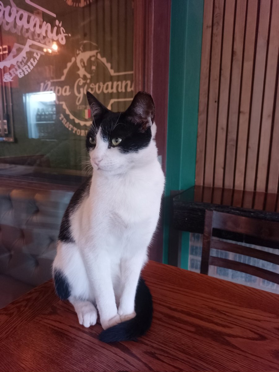 Blue5peed's tweet photo. ピザ屋の猫 https://t.co/kGThtULt4r