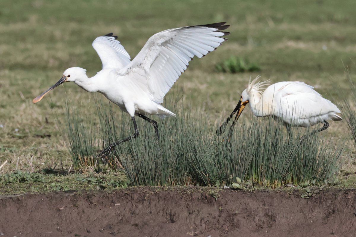 Christopher Teague tweet media