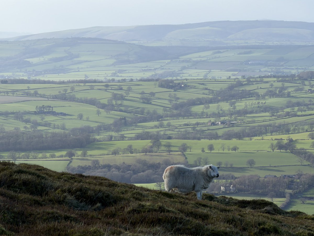 ManelRoura's tweet image. My walk today…a 15 mile circular route Titterstone Clee, Boyle water, Abdon Burf (highest point in #Shropshire), Clee Burf and Titterstone Clee. Good learning exercice for my 6 Shropshire Hills challenge in June.