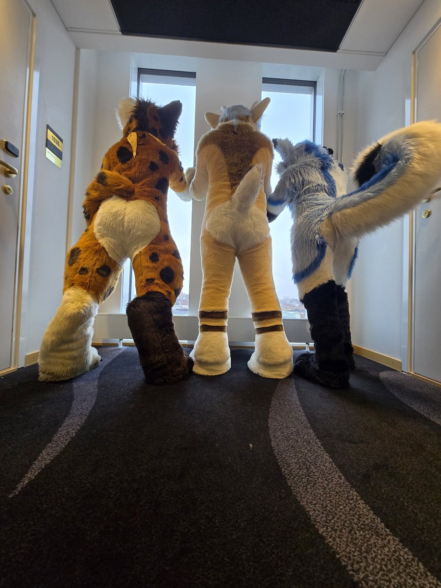 CookieTheFox tweet media