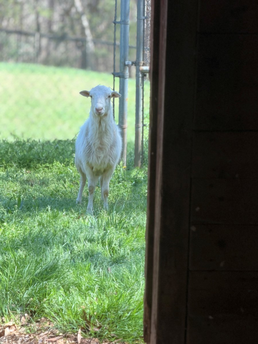 CMPD News tweet media