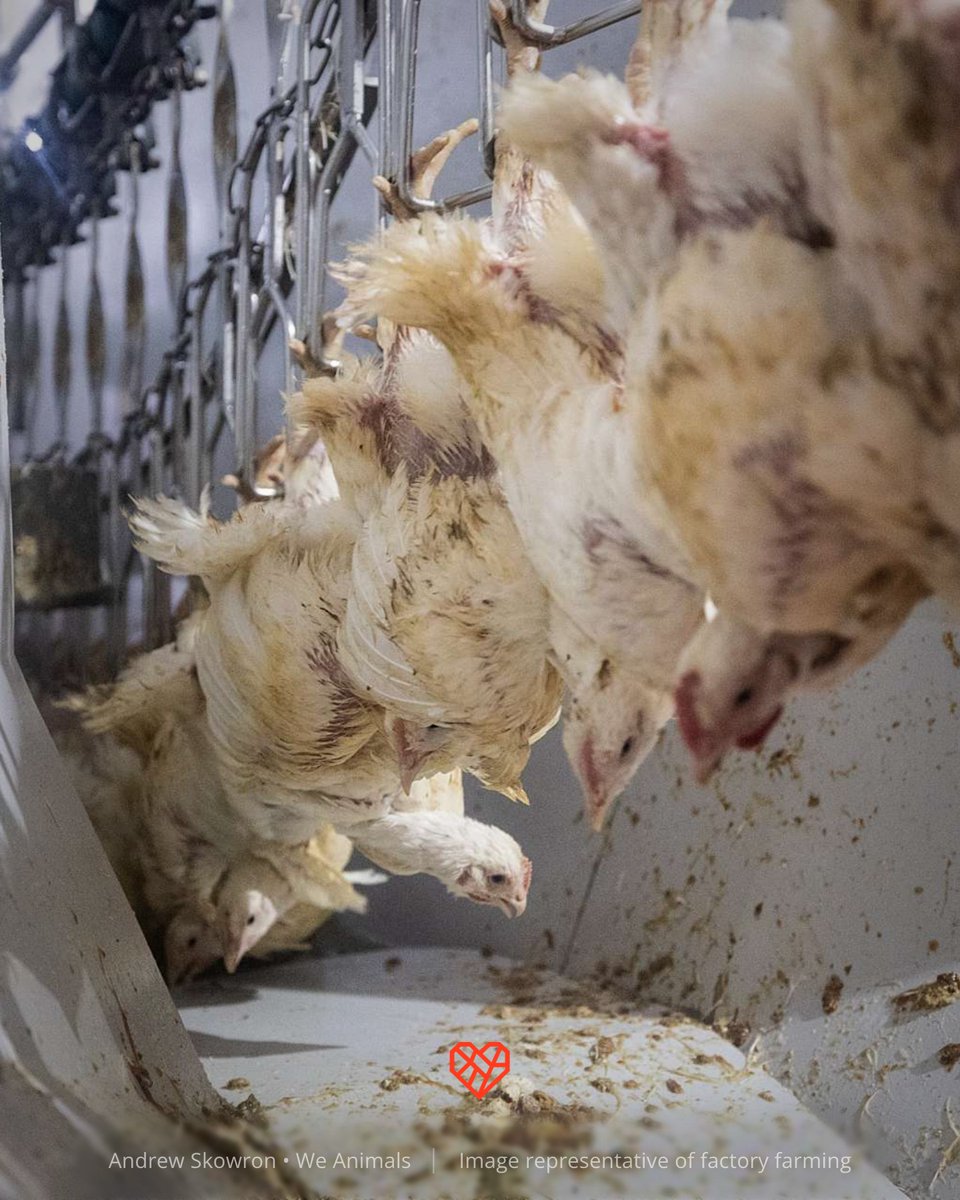 The Humane League tweet media