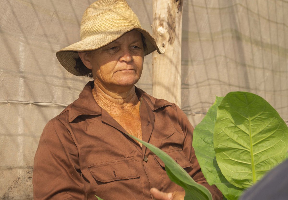 Mirian Cortina lo dice con orgullo: “Todo lo que poseo lo he construido cultivando tabaco"
Desde Guayabo, es la única mujer dedicada a esta labor en #Mayarí. Más de 13 años de sacrificio, con su familia a su lado. Historia de trabajo, dignidad y amor por la tierra. 🌱#HolguínSí