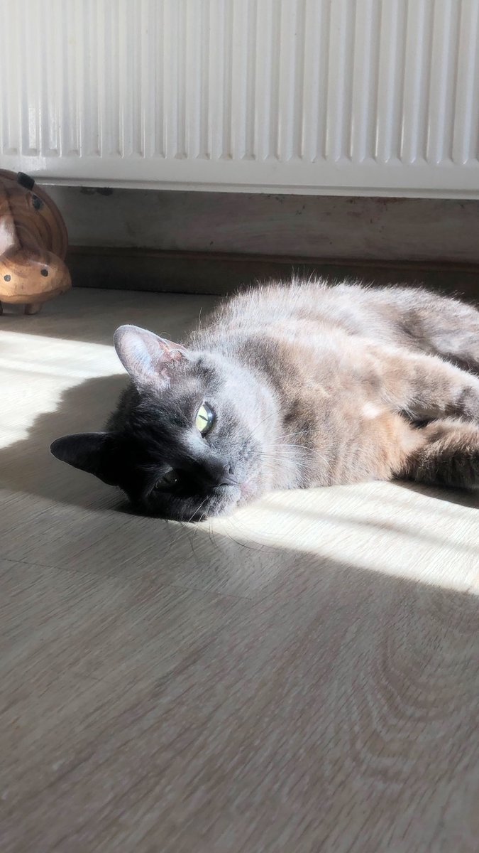 Er sieht nicht nur aus wie ein Engel, er ist jetzt ein Engel. Ich vermisse ihn jeden Tag ein bisschen mehr. 🌈🕊️🖤