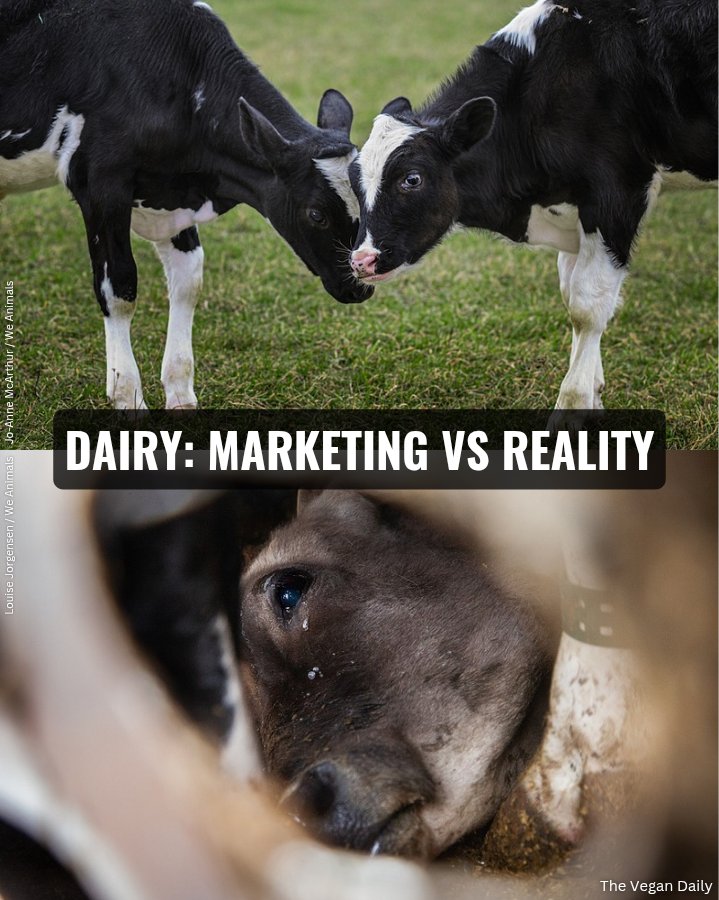 The_Vegan_Daily's tweet image. The #dairy industry is built on lies of happy cows on humane farms, but the truth is far from that…

Cows are forcibly impregnated, separated from their calves, and slaughtered when their #milk production drops. 🐄💔

Don’t believe the #DairyTales you're told. Be vegan.