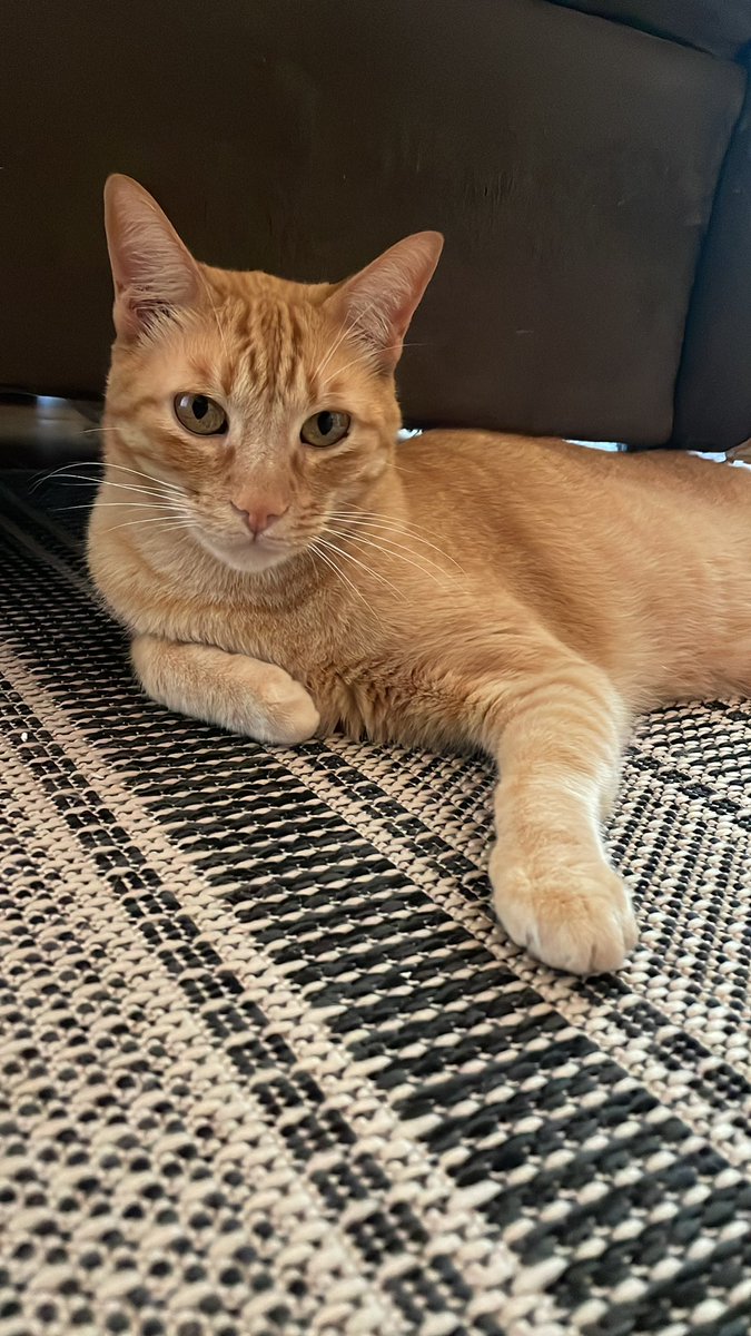 daniemach_'s tweet photo. @musadosmeme Meu gato Charlie 💛 https://t.co/XGvGVLaRYx
