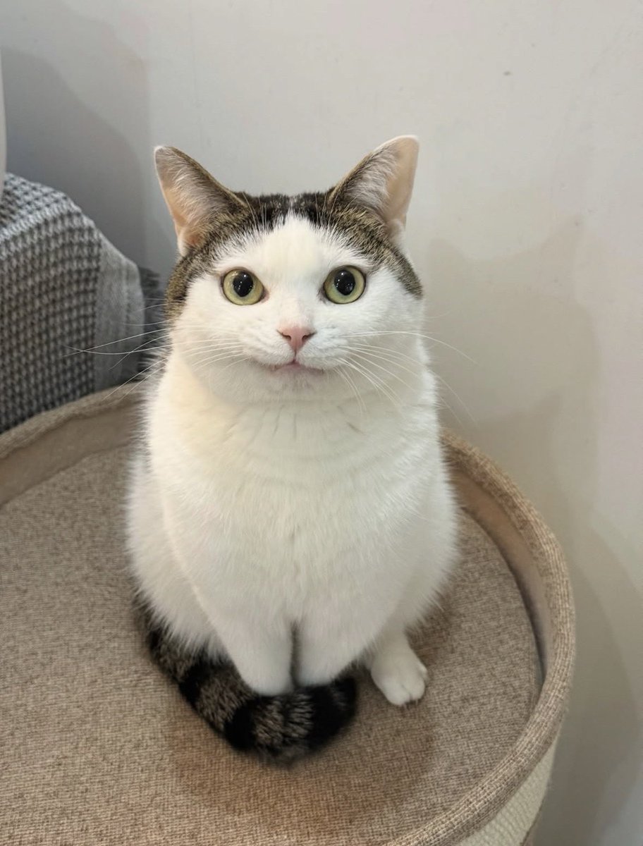 ACHi ‼️ ᴀɴᴛɪᴍᴏɴʏ 〔 RELEUM 〕 tweet media