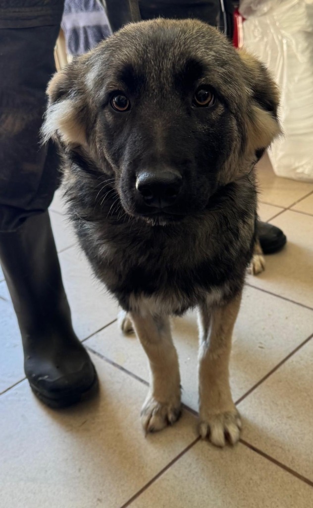 Pawprints to Freedom Rescue🐾 tweet media