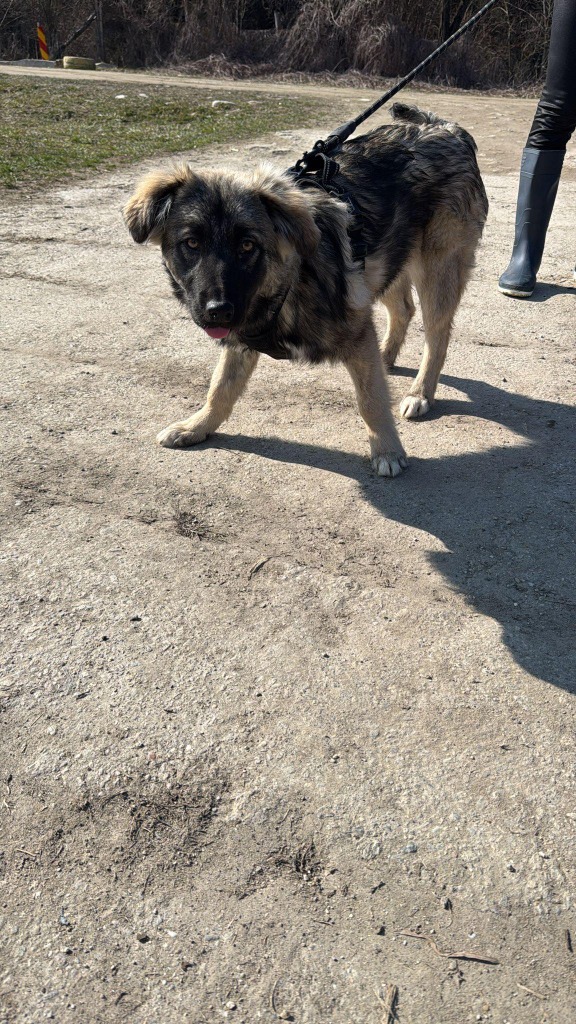 Pawprints to Freedom Rescue🐾 tweet media