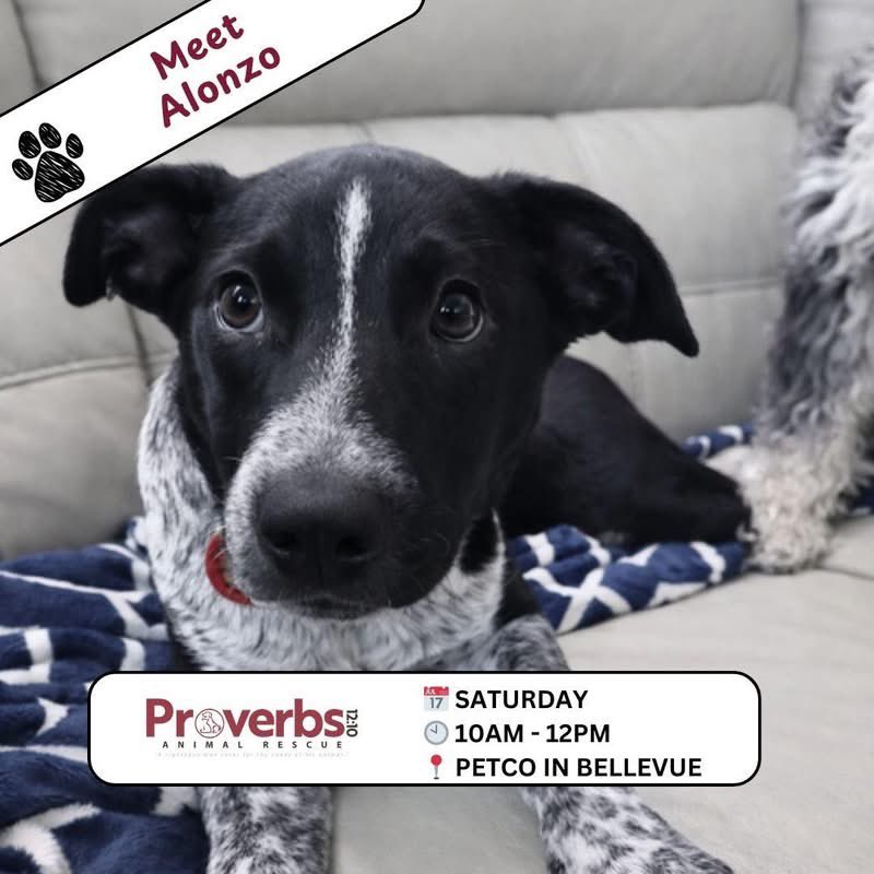 Proverbs 12:10 Animal Rescue tweet media