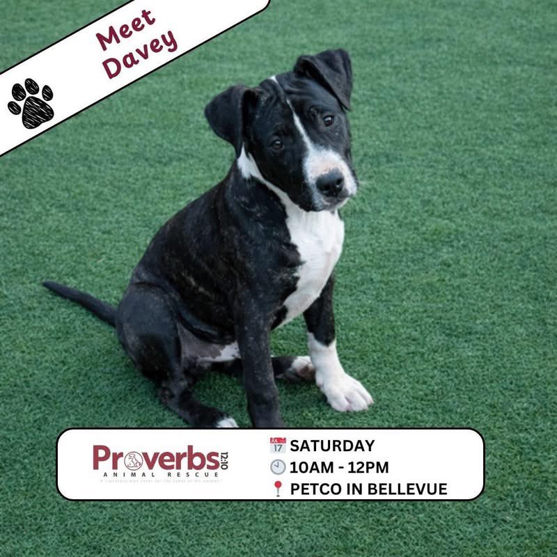 Proverbs 12:10 Animal Rescue tweet media