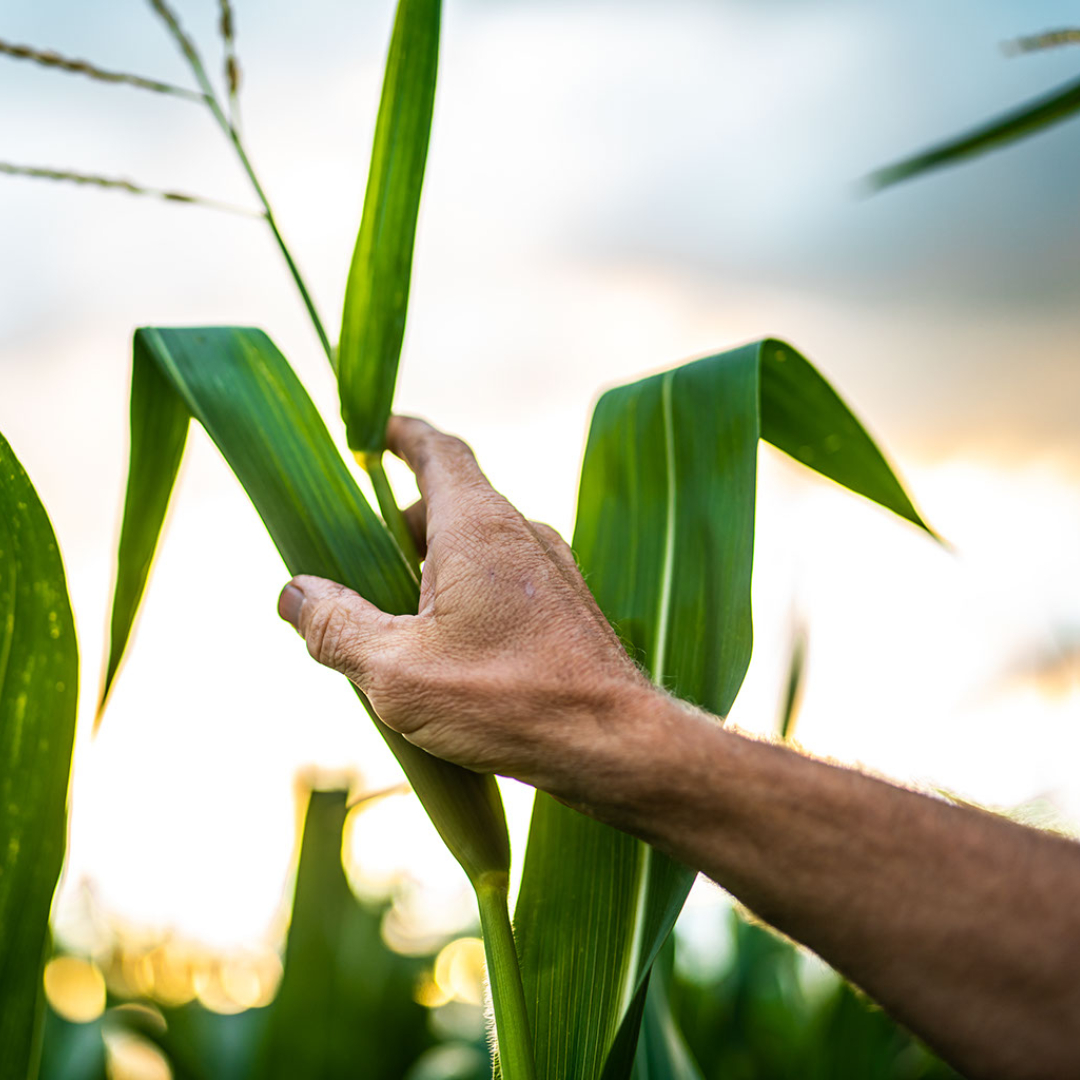 National Corn (NCGA) tweet media
