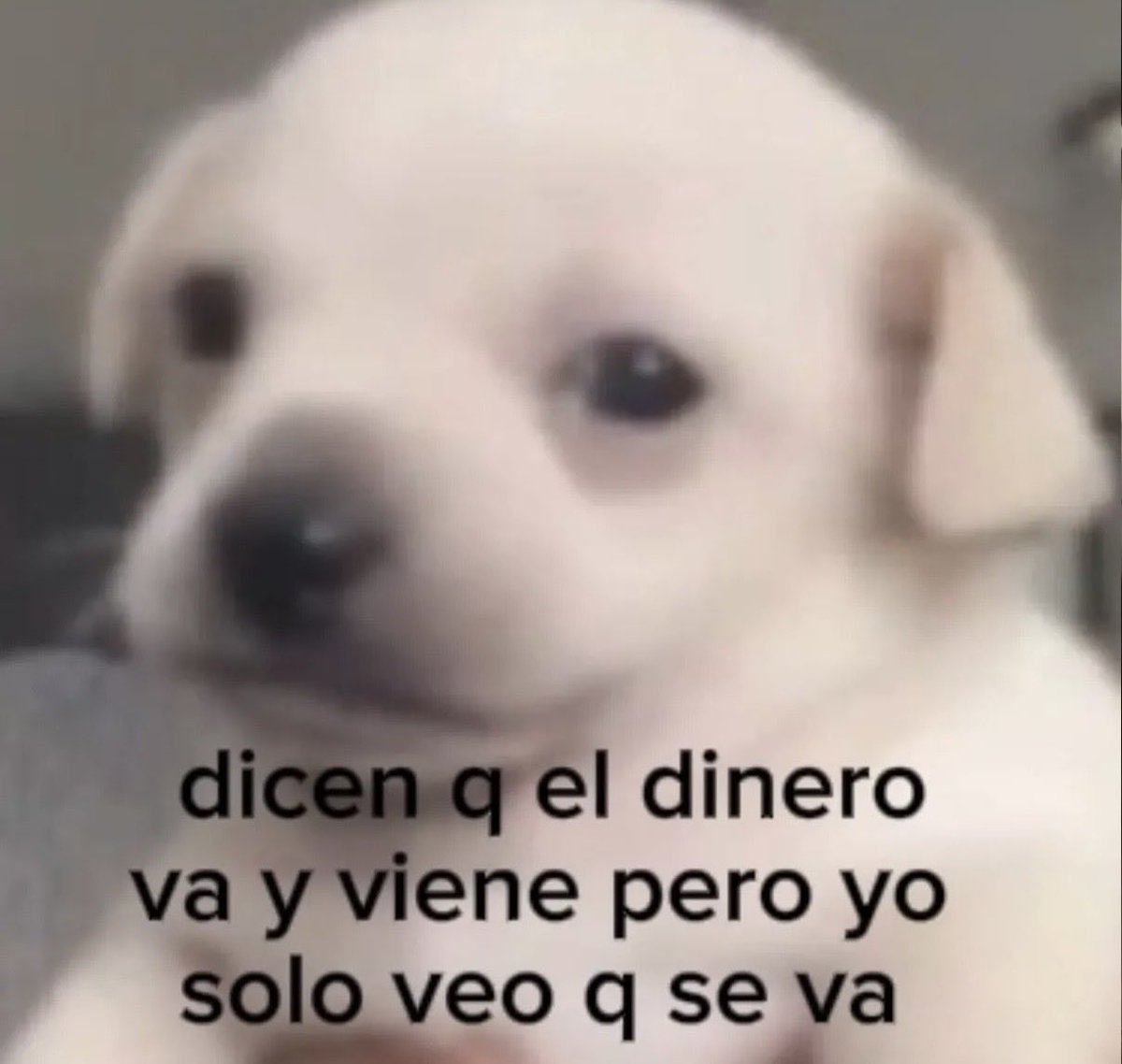 El Pandita Rojo (@elpanditarojo_) on Twitter photo 