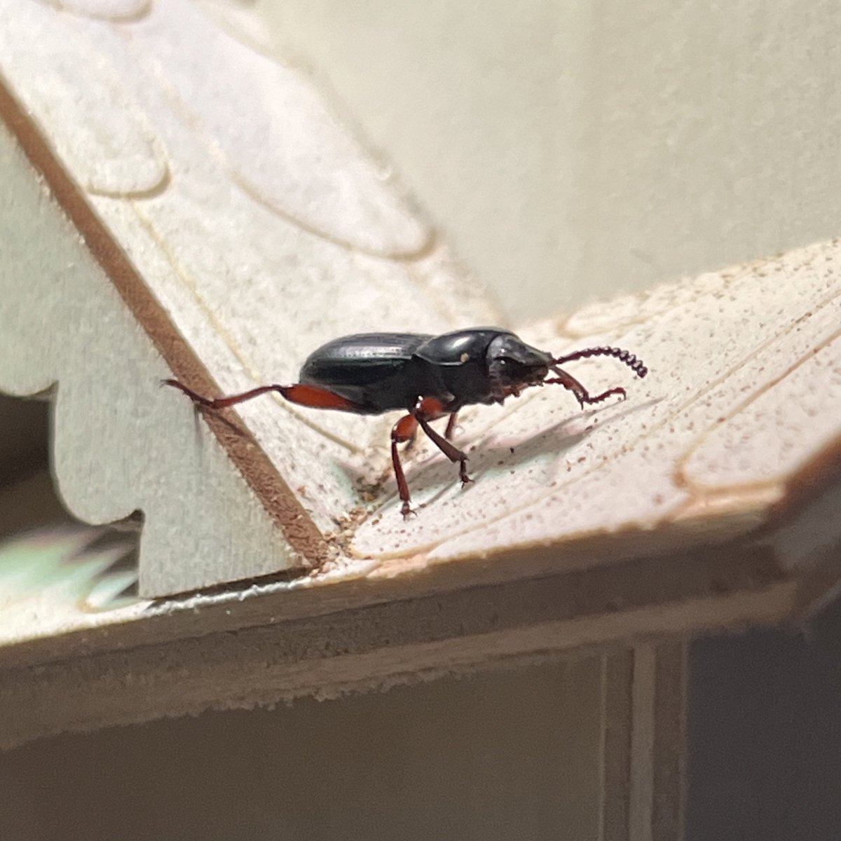 elea-norea 🜍 tweet media