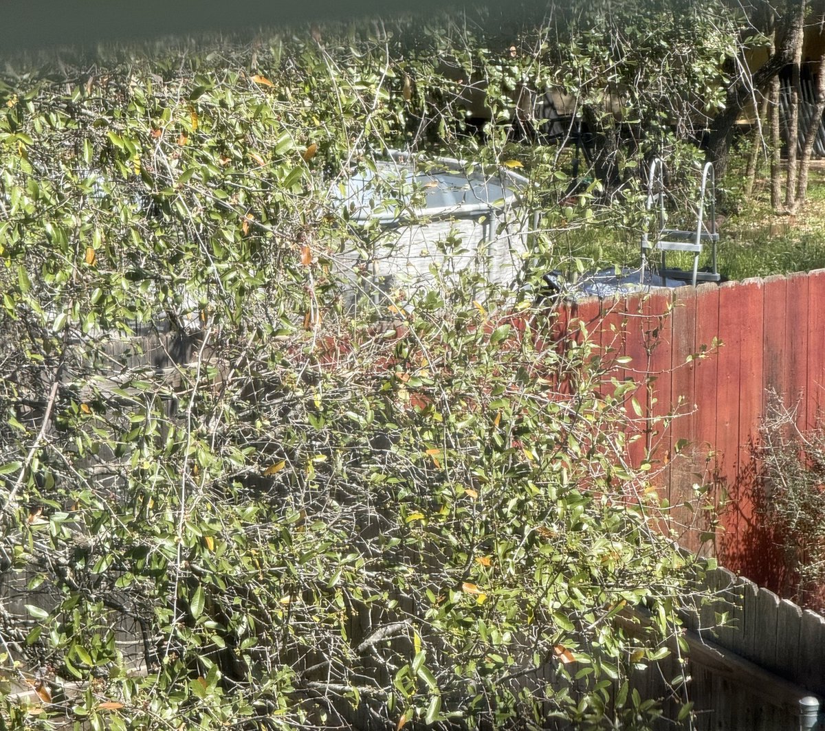 Rob Fox III tweet media