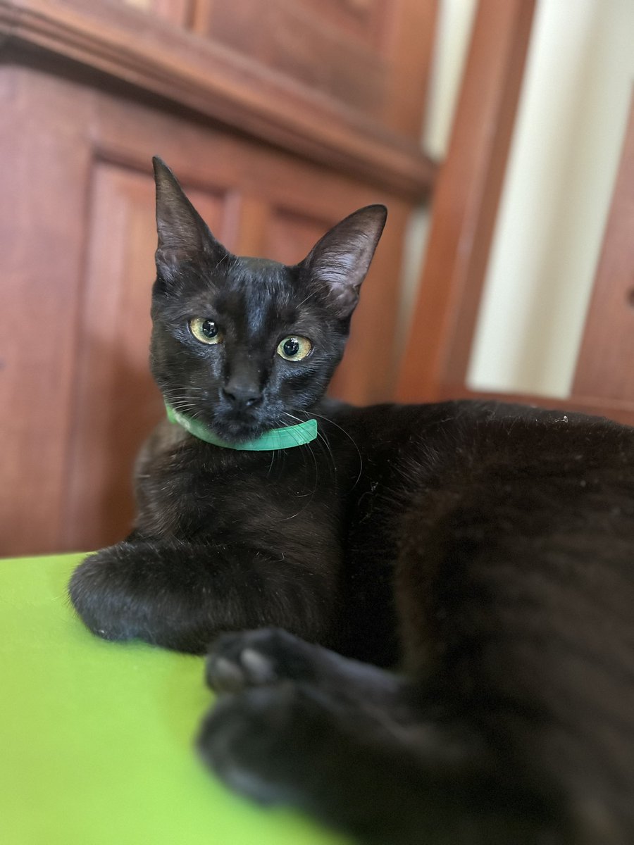 vein1502's tweet photo. @luiantonioperu @L0V3L3ZZX @grok Oye @grok  cómo se vería mi gata si fuese humana https://t.co/ZTQRAxizk8