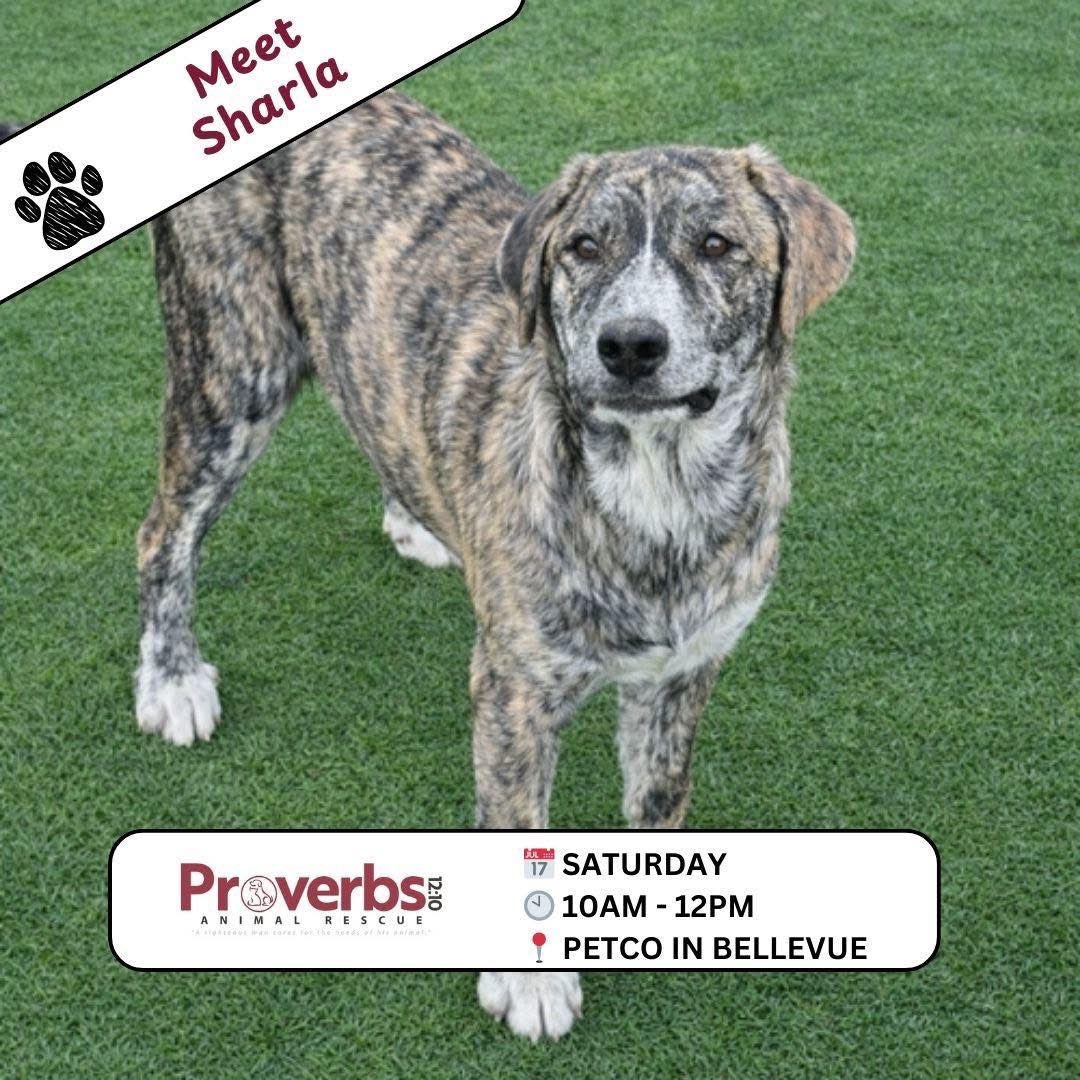 Proverbs 12:10 Animal Rescue tweet media