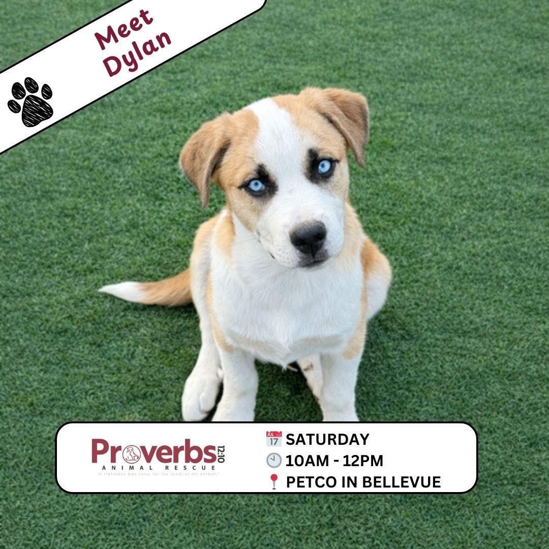 Proverbs 12:10 Animal Rescue tweet media