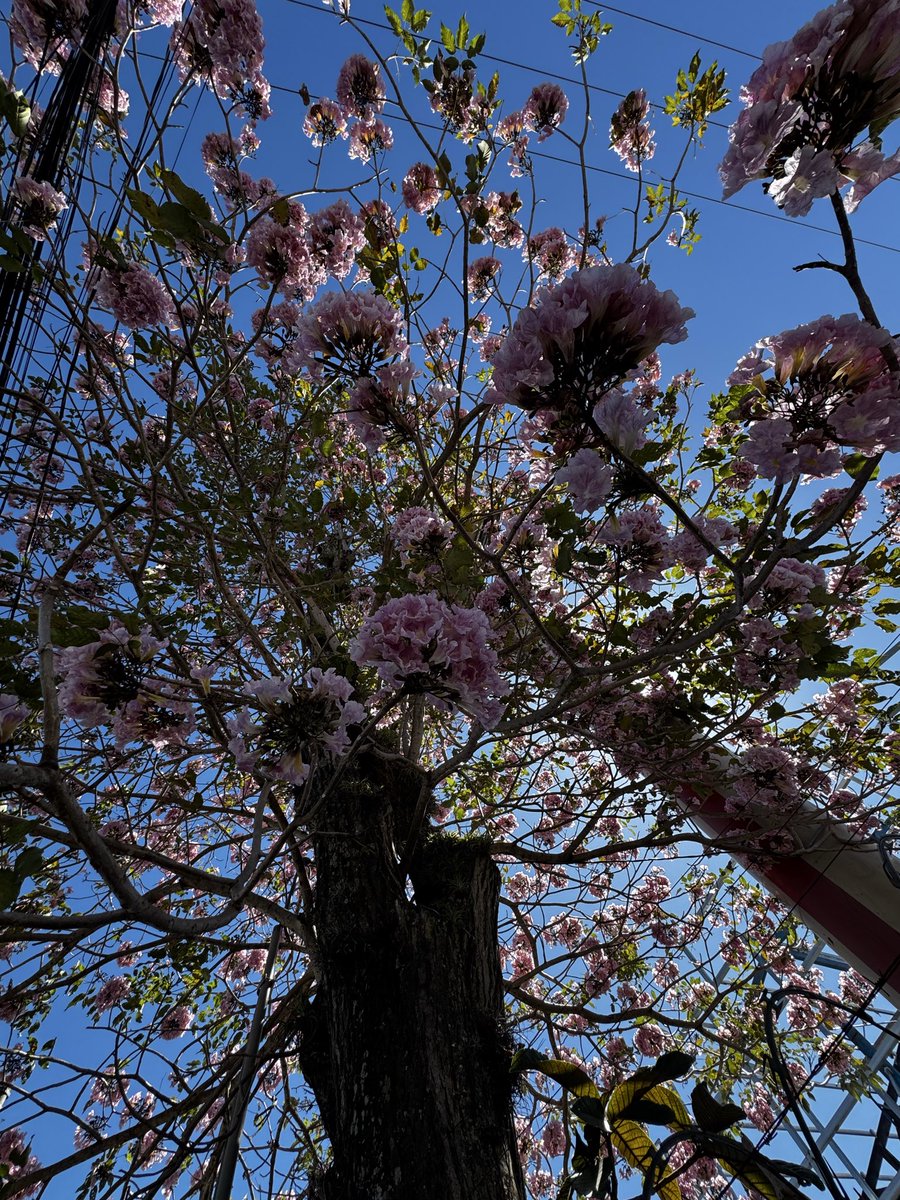 Steph González tweet media