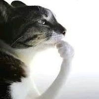 Flow ₍^. .^₎⟆ tweet media