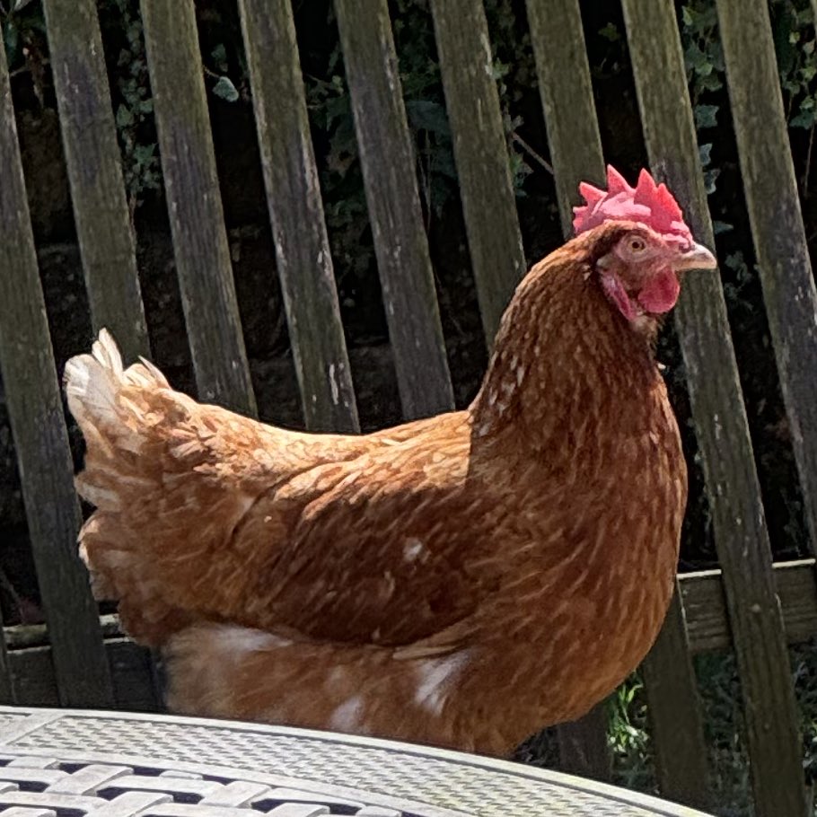 ACHi ‼️ ᴀɴᴛɪᴍᴏɴʏ 〔 RELEUM 〕 tweet media