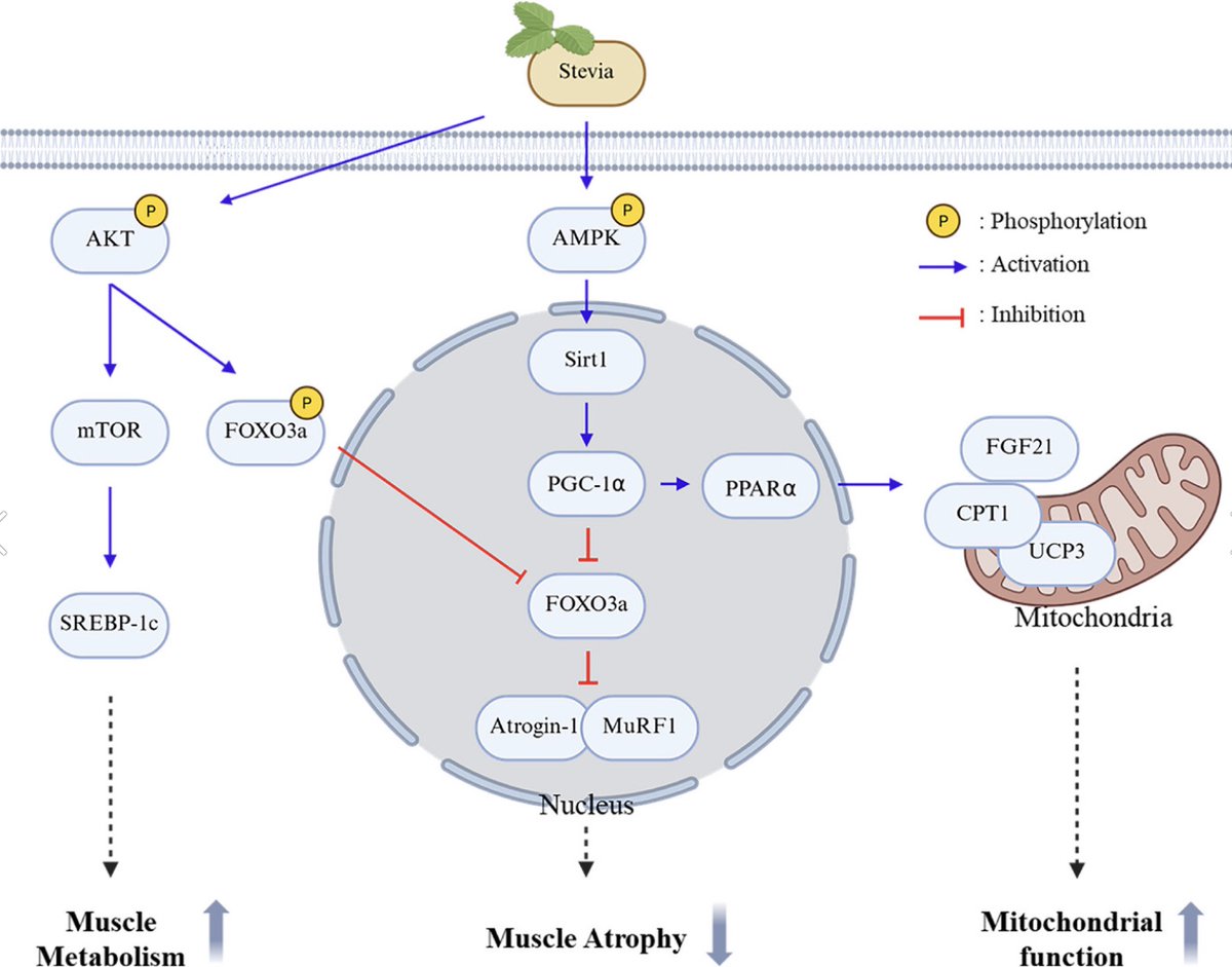 David Sinclair tweet media