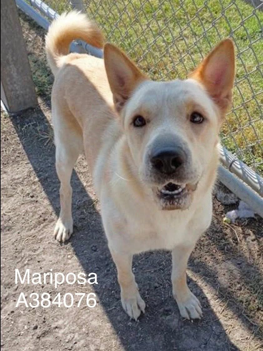 MARIPOSA #A384076,3yo Carolina🐕previously kill listed, adopted &amp; dumped by soulless owner
2 much rejection 4 this lass!
A friendly little🦋like her name
Only wants a happy life,not☠️@ any moment @ Corpus Christi AC‼️
Plz help her!
PLEDGE
#RESCUE
#ADOPT
Must turn her life around!