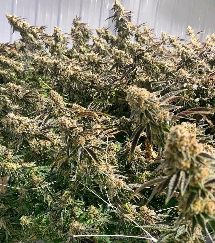 Oregon Bud tweet media