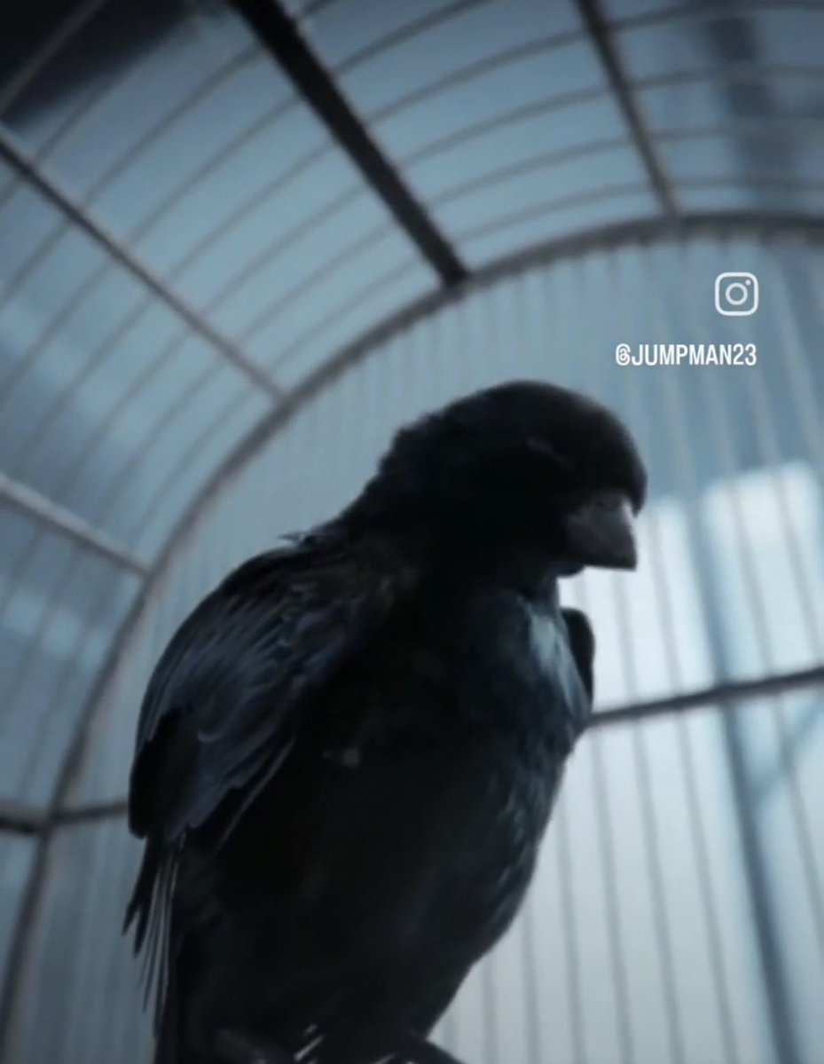 Castrinho tweet media