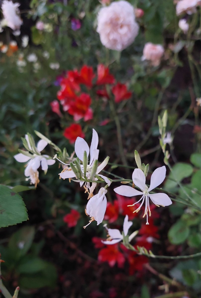 🌱newbrunette tweet media