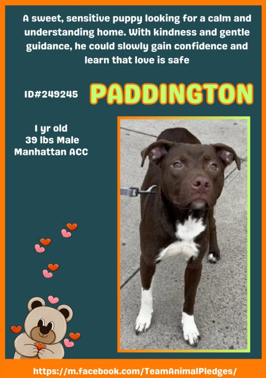NMBewitched's tweet image. Paddington😍🧸
#NewDogontheBlock
nycacc.app/#/browse/249245 
#AdoptMe 

One glorious photo of this stunning #PuppyLove 
If he was stray, this boy was very particular about where he went or laid. He is pristine💖

He is a #puppytwt Just needs a good, patient, loving &amp;amp; playful human.