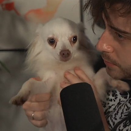 cellpets tweet media