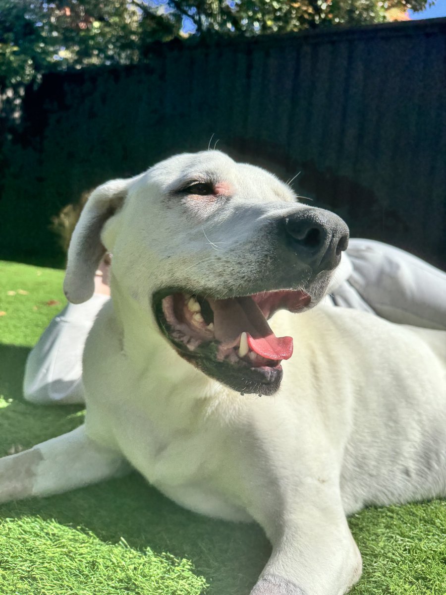 Kirk Henderson tweet media