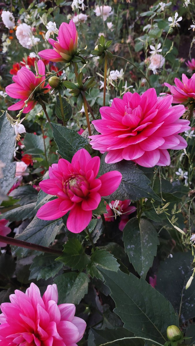 🌱newbrunette tweet media