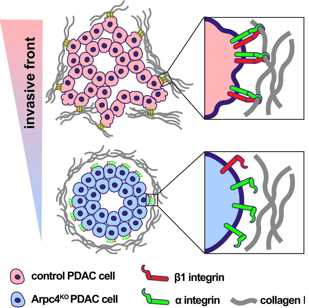 Extracellular Matrix News tweet media
