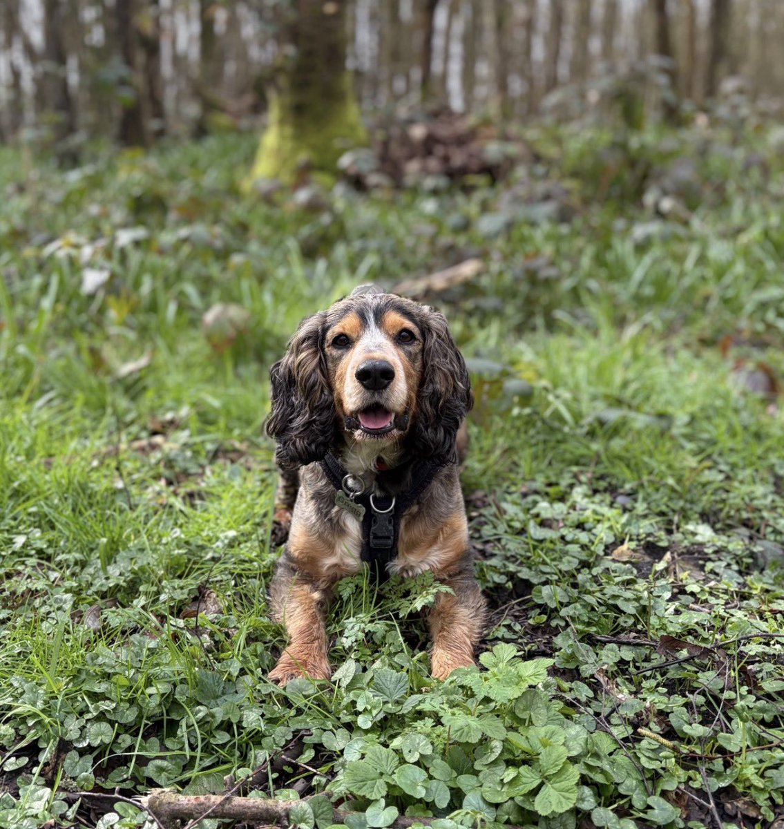Reggie the Cocker 🐶 🐾👹 tweet media