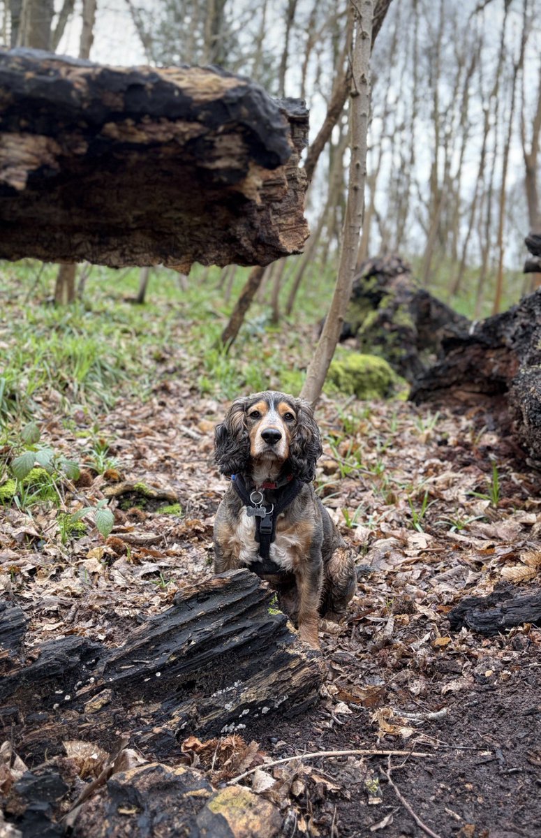 Reggie the Cocker 🐶 🐾👹 tweet media
