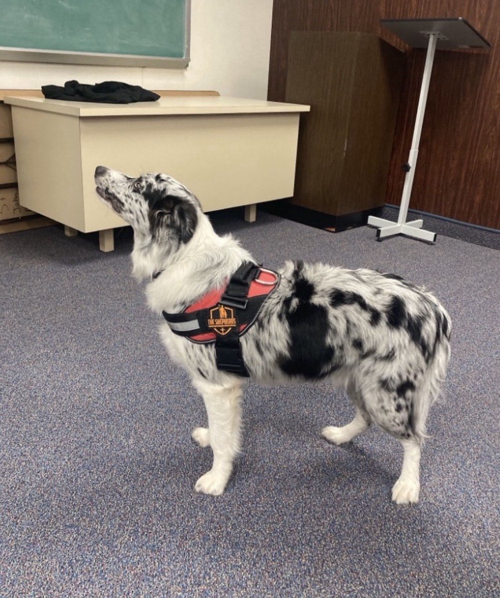 Susangb68's tweet photo. This is Bucky 3/13/2024 Big Search Pensacola. I let him borrow my Shepherds patch. 🐾🧡#bordercollie #BigSearch #Pensacola #UntilEveryoneisFree https://t.co/5BgGPlR8hB