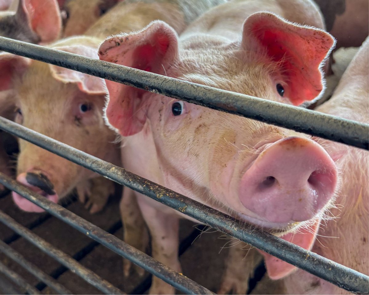 From the barns to the fields, our farms are where the process behind quality meats begins. Caring for our animals, harvesting our crops, and tending the land are all part of bringing Winner's Meats to your table.
Thank you for supporting local agriculture!