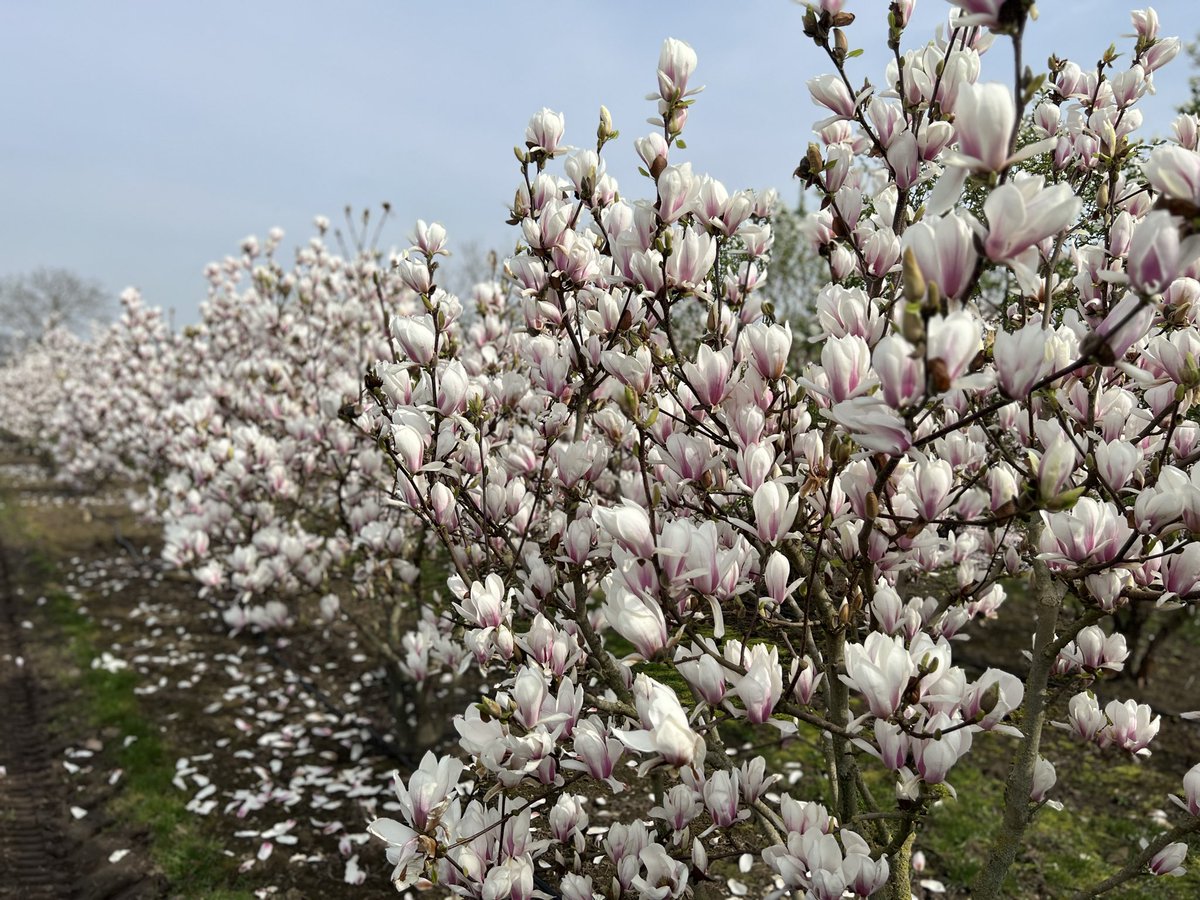 Hortus Loci tweet media