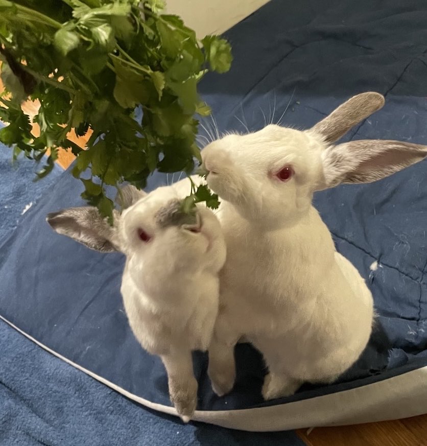 House Rabbit Society tweet media