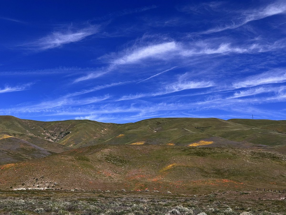 CaLandBird's tweet photo. Wildflowers beginning to scatter across the hills near Gorman, while wispy clouds stretch across that deep blue California sky. Rolling green hills, spring color, and a sky that just doesn’t quit today.

#Gorman #CaliforniaWildflowers #CloudWatching #SpringInCalifornia #LosPadresNF #CaliforniaSky #RollingHills #MustLoveDirt #CaLandBird 🌼☁️
