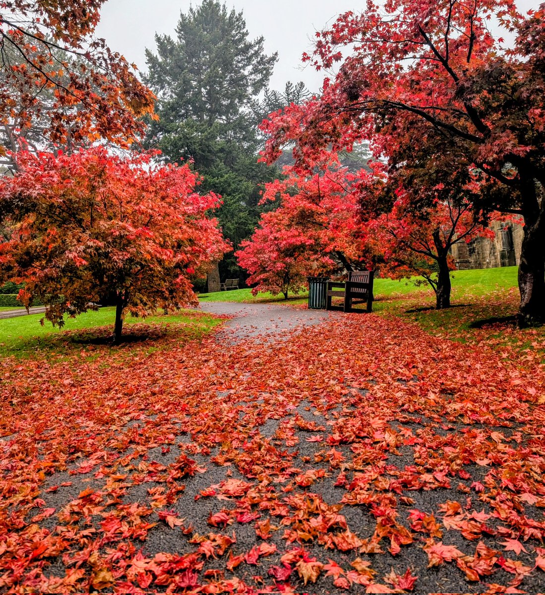 Serena Cherry tweet media