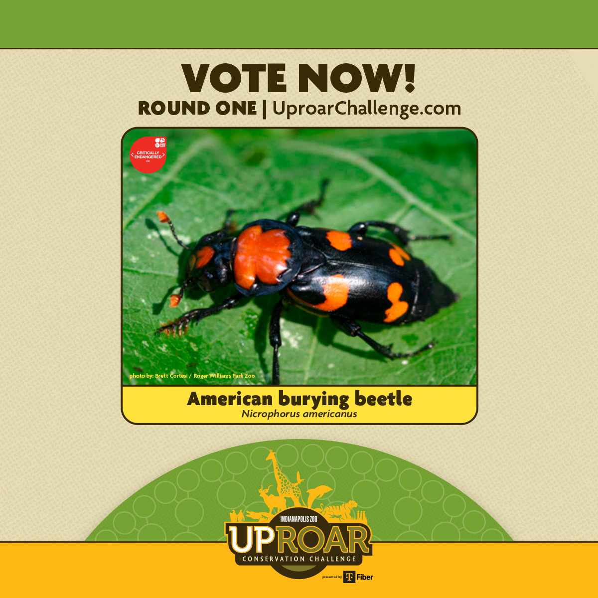 tirla1's tweet photo. 🚨The Indianapolis Zoo Uproar Conservation Challenge is here!🚨

Help two of our threatened beetles (Giant Fijian Longhorn Beetle &amp; American Burying Beetle) advance through Round 1!  

Round 1 voting: March 16-19 @ https://t.co/MknMfUeIWN #UproarChallenge https://t.co/6aP8dytOU3