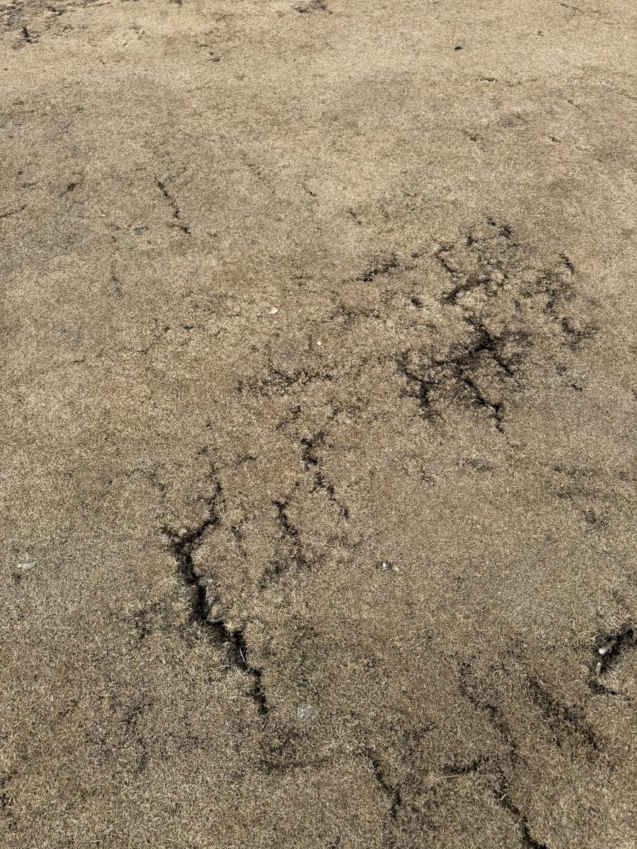 Kevin Kallas tweet media