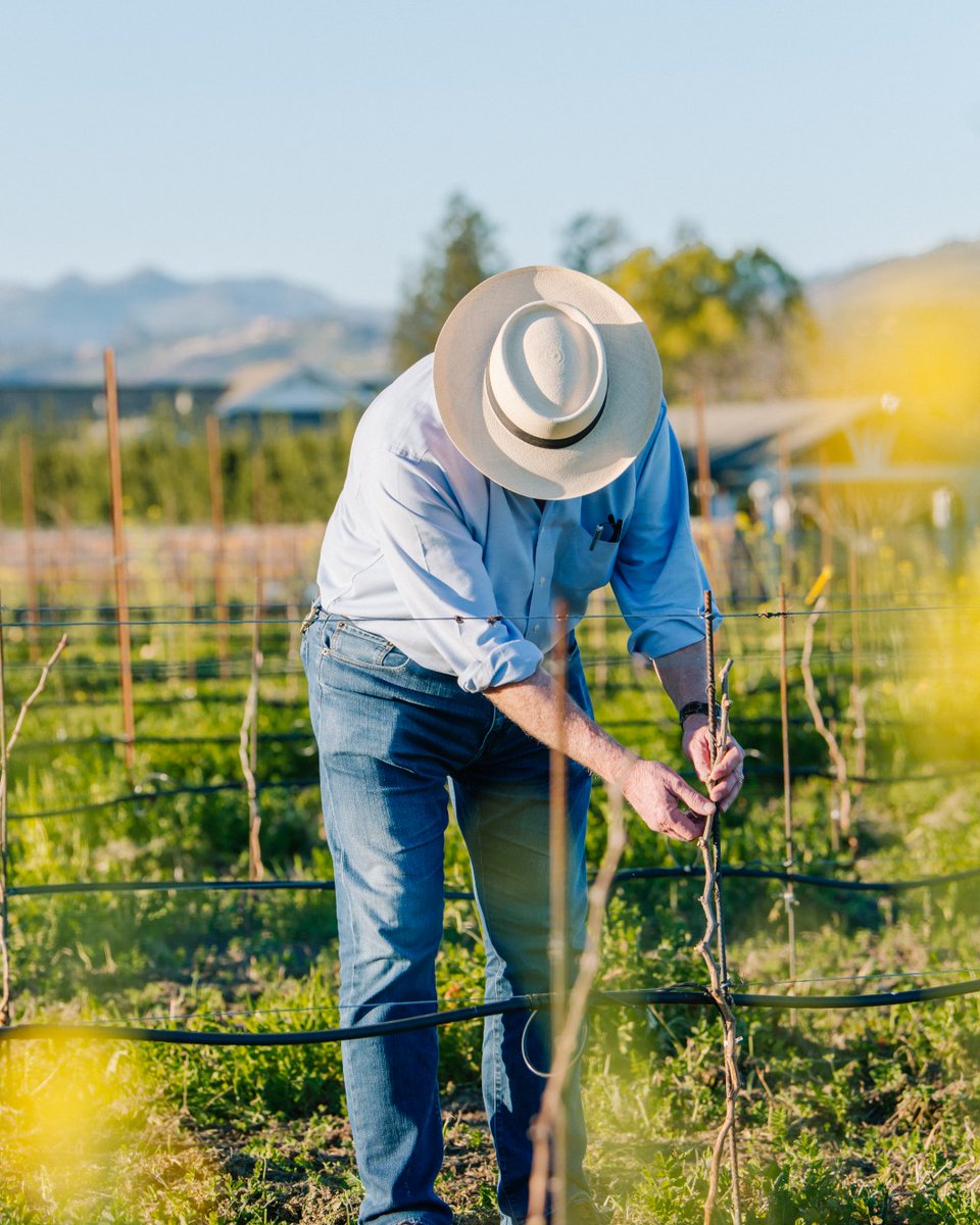 V. Sattui Winery tweet media